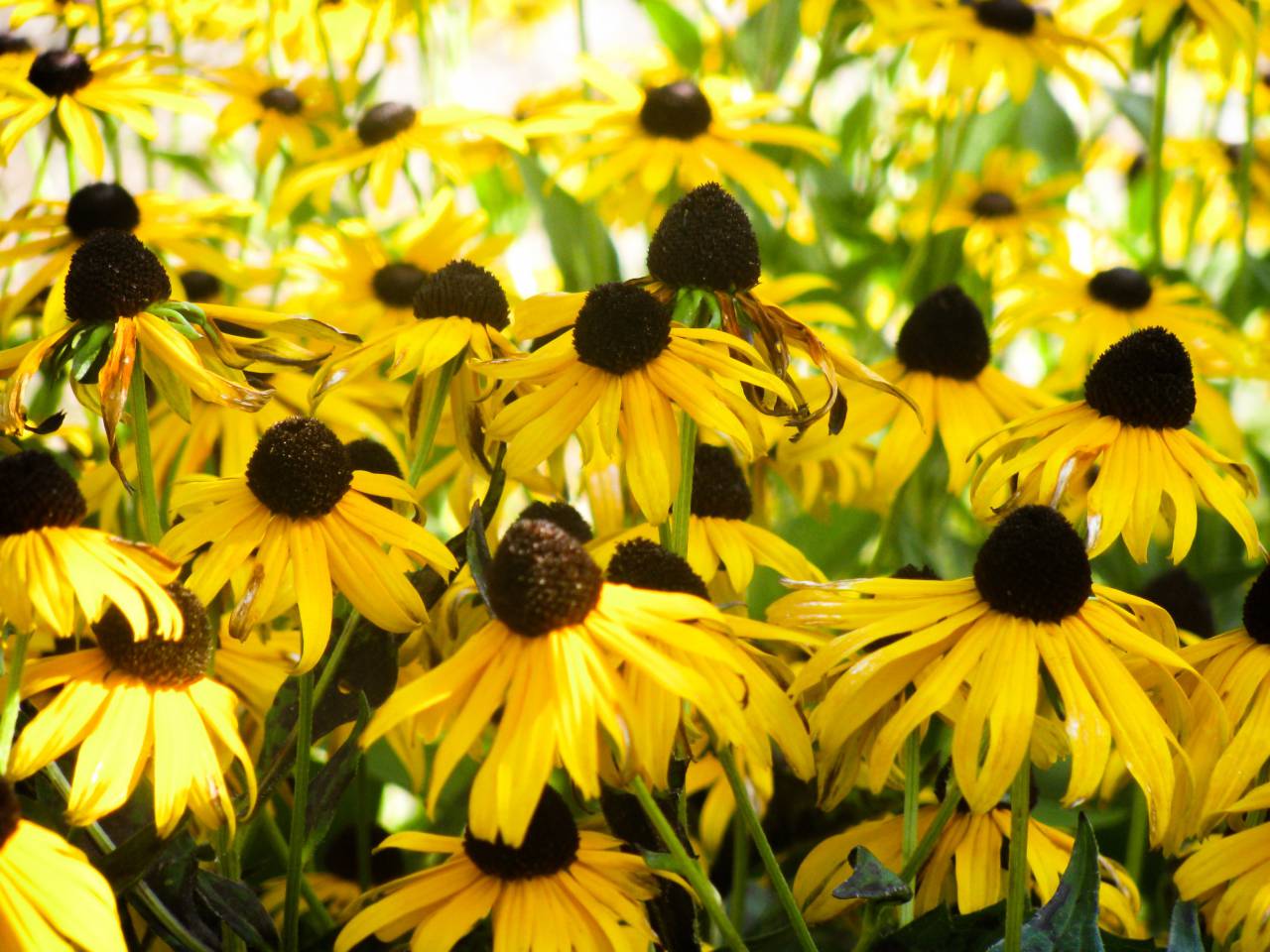 yellow, sunflowers, garden, nature
, 