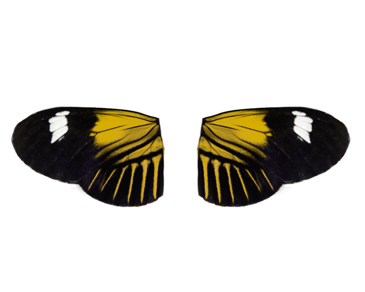  Butterfly,png,overlay,animal,insect,nature,butterfly,multi colored,pattern,beauty in nature,close-up,flying,backgrounds,yellow,animal wing