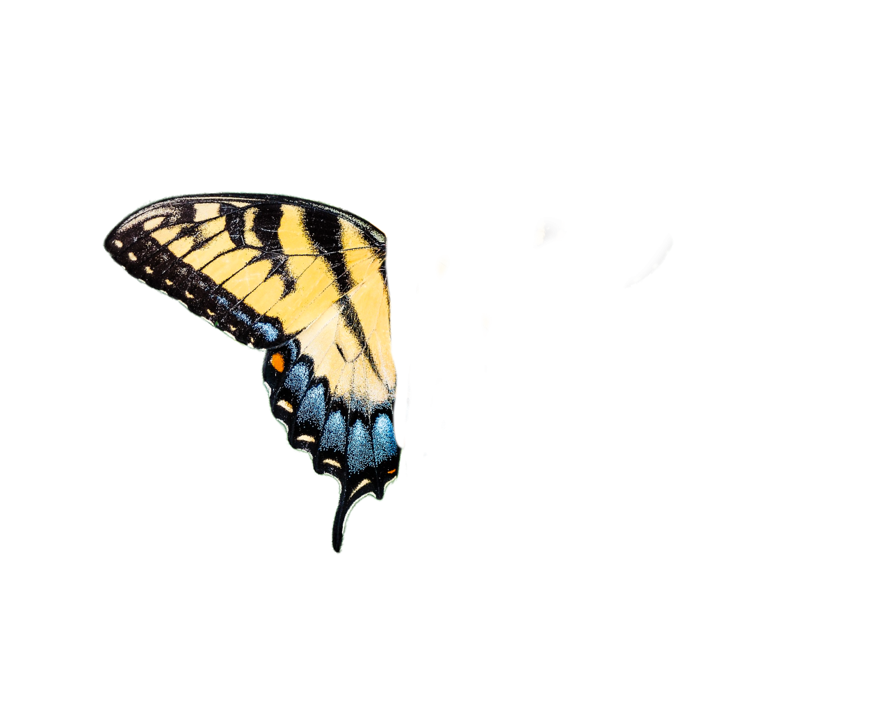  Butterfly,png,overlay,animal,nature,insect,butterfly,multi colored,pattern,backgrounds,summer,flying,yellow
