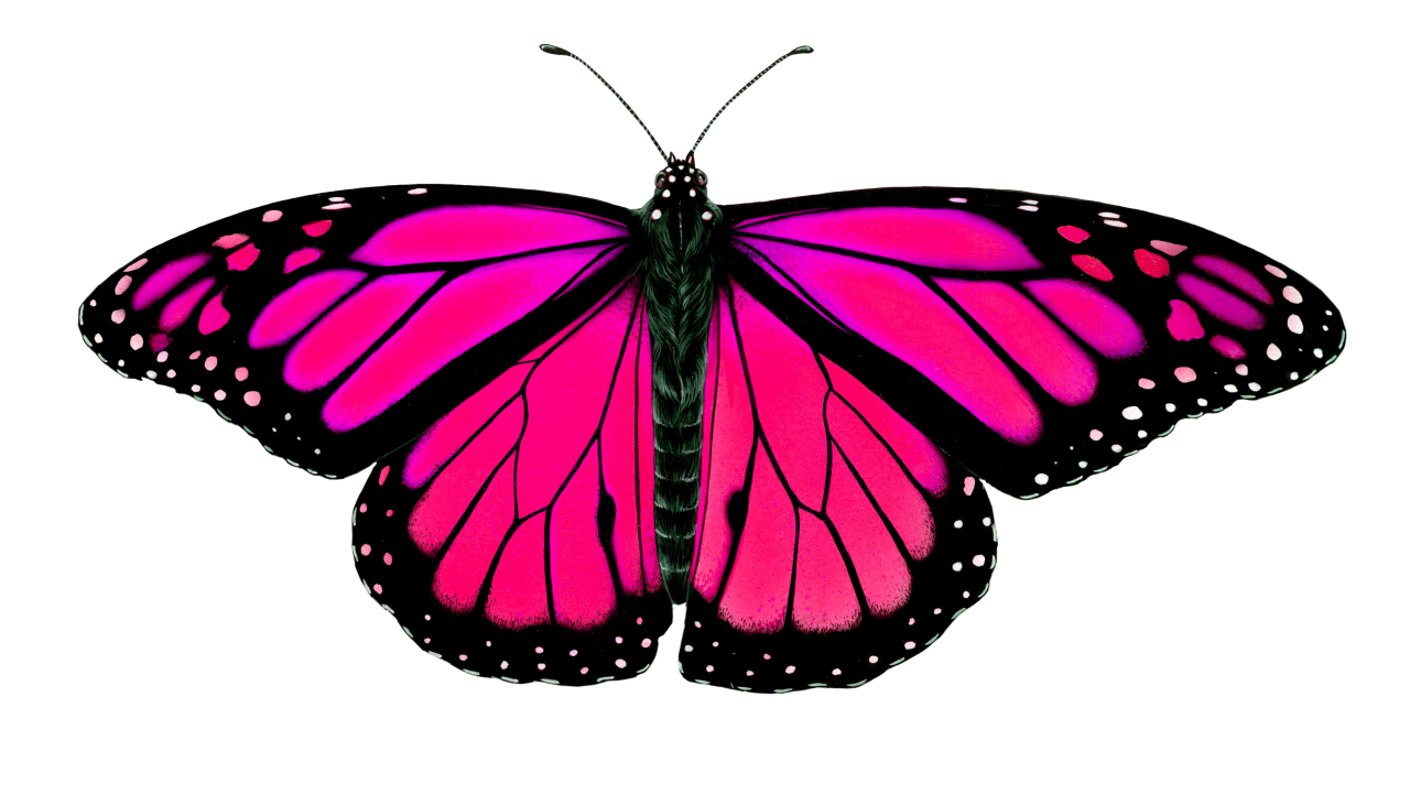  Butterfly,png,overlay,animal,insect,nature,butterfly,flying,multi colored,isolated,yellow,fragility,collection,beauty in nature,white background