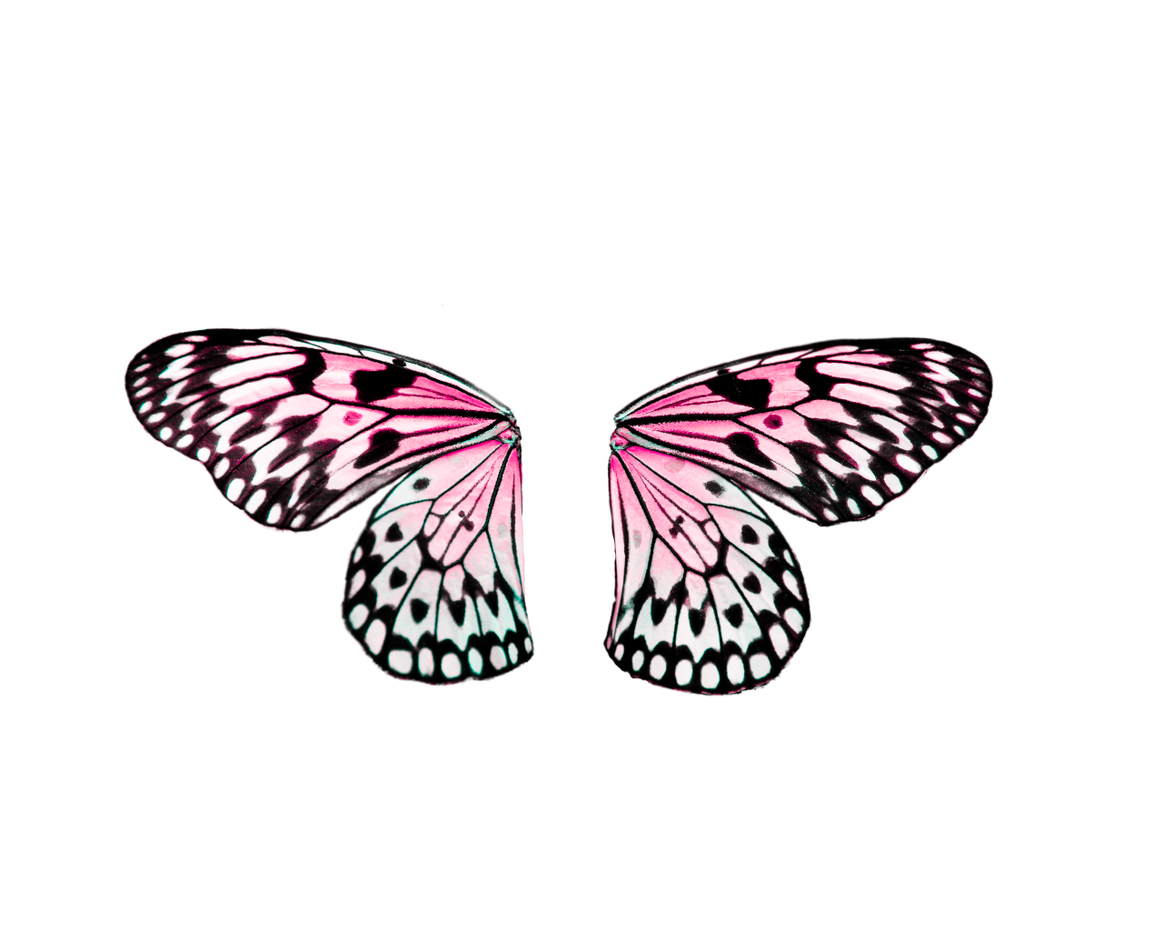  Butterfly,png,overlay,animal,insect,nature,butterfly,flying,multi colored,illustration,abstract,pattern,summer,decoration,animal wing,backgrounds