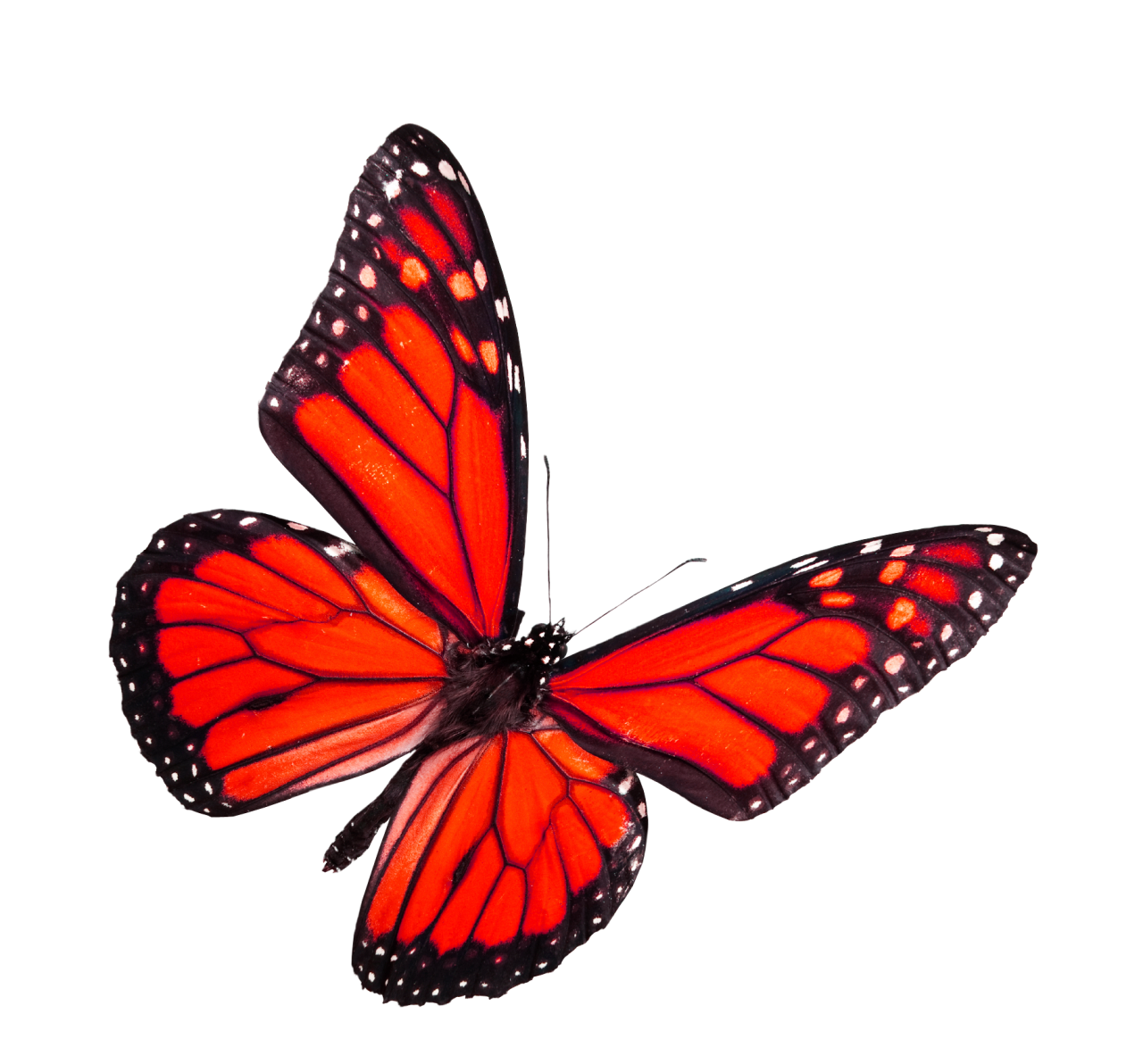 Mariposa, png, superposición, animal, naturaleza, insecto, multicolor, mariposa, volador, amarillo, belleza en la naturaleza, fragilidad, primer plano, aislado, macro, lepidópteros
