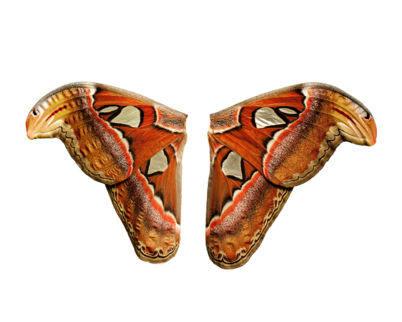 Borboleta, png, sobreposição, animal, ilustração, natureza, padrão
