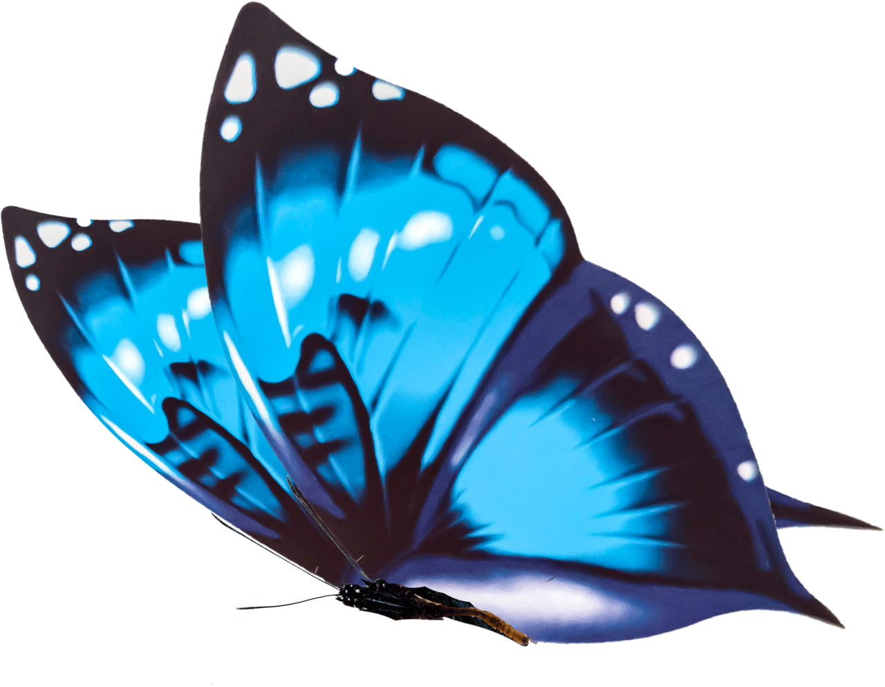  Butterfly,png,overlay,animal,nature,insect,blue,butterfly,multi colored,close-up,flying,macro,isolated,pattern,beauty in nature,animal wing