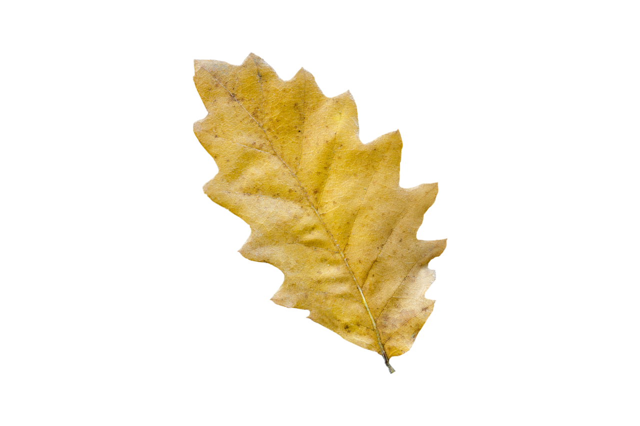 Hojas de otoño, png, superposición, hoja, otoño, naturaleza, primer plano, amarillo, fondos, planta, árbol, multicolor, temporada, patrón, al aire libre, bosque
