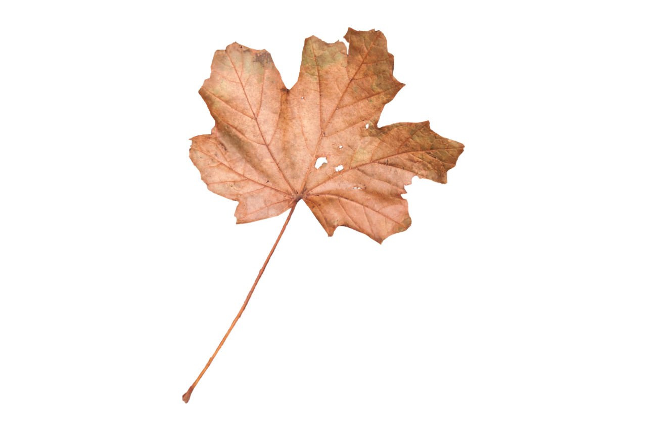  Autumn Leaves,png,overlay,leaf,autumn,nature,season,yellow,backgrounds,october,plant,forest,close-up,dry,multi colored,tree,outdoors,colors,maple tree