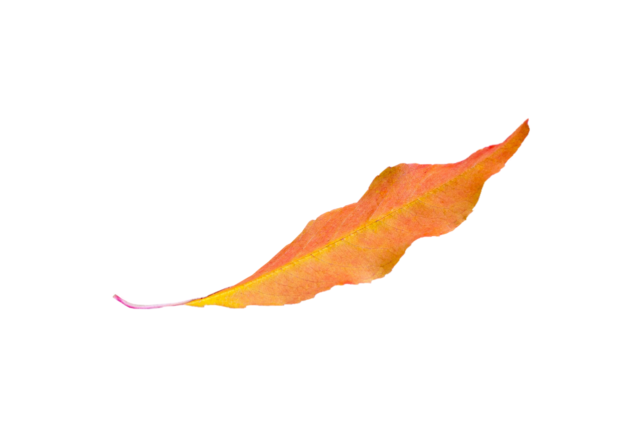  Autumn Leaves,png,overlay,leaf,backgrounds,pattern,multi colored,illustration,vector,nature,autumn,abstract,yellow,design,colors