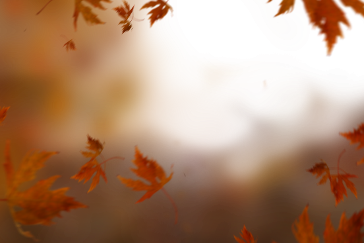  Autumn Leaves,png,overlay,autumn,leaf,nature,yellow,multi colored,backgrounds,forest,tree,season,outdoors,orange color,abstract,vibrant color,colors,october,close-up,beauty in nature,pattern