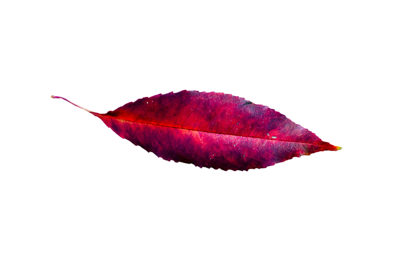  Autumn Leaves,png,overlay,leaf,nature,backgrounds,pattern,autumn,multi colored,abstract,plant,close-up,colors,yellow