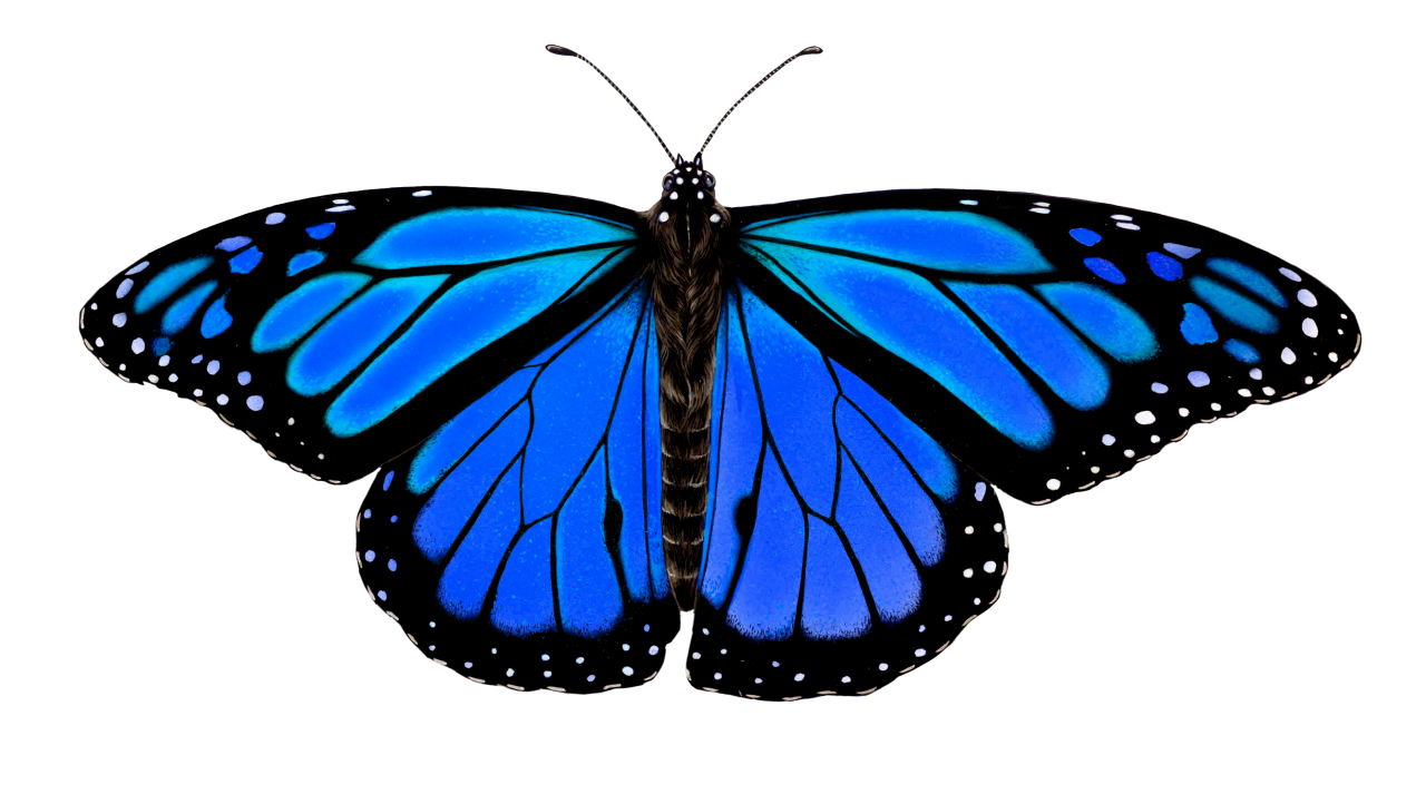  Butterfly,png,overlay,animal,insect,nature,blue,butterfly,flying,multi colored,isolated,fragility,yellow,beauty in nature,collection,white background