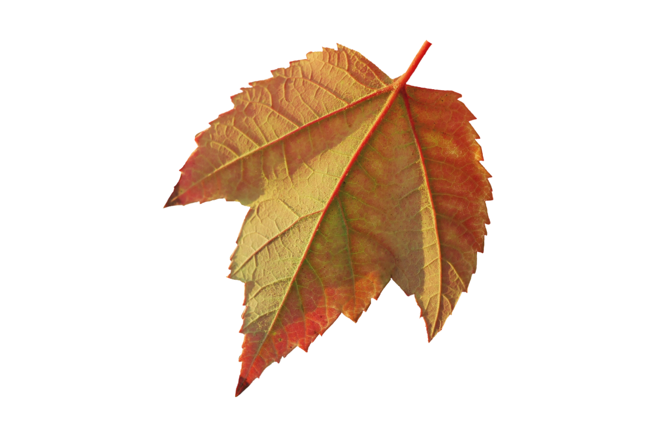  Autumn Leaves,png,overlay,leaf,book,library,literature,education,nature,autumn,backgrounds,yellow,illustration,reading