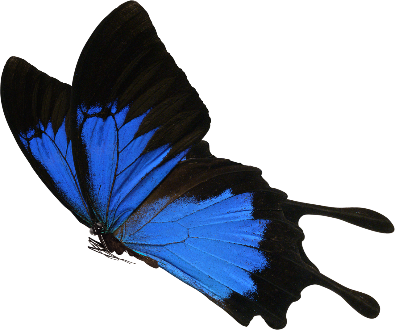  Butterfly,png,overlay,animal,nature,insect,multi colored,butterfly,close-up,blue,flying,macro,beauty in nature,isolated,fragility,lepidoptera,animal wing