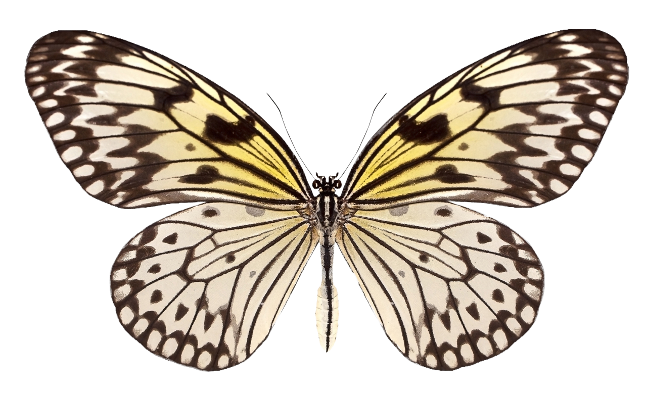  Butterfly,png,overlay,insect,animal,nature,butterfly,flying,isolated,collection,multi colored,close-up,lepidoptera,fragility,animal wing,beauty in nature,summer,yellow,fly,macro