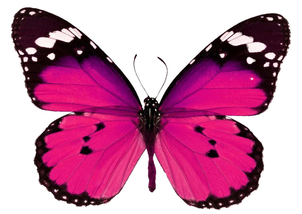  Butterfly,png,overlay,animal,insect,nature,butterfly,multi colored,isolated,close-up,macro,lepidoptera,beauty in nature,fragility,white background,flying,animal wing