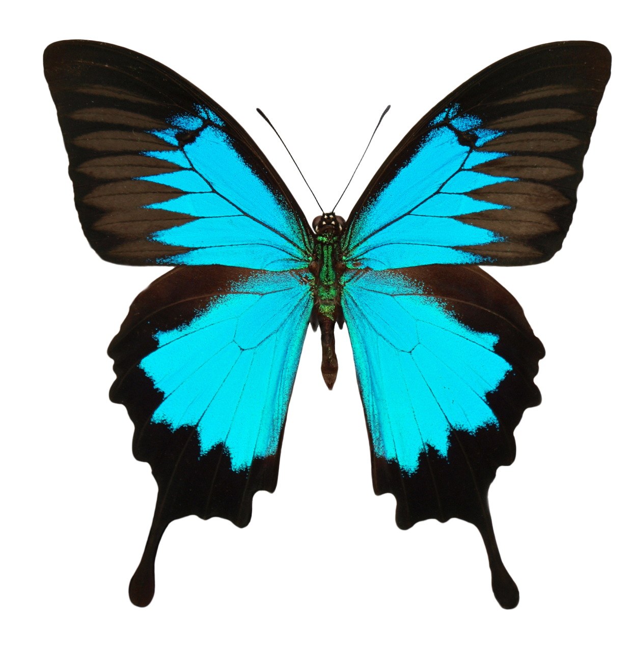  Butterfly,png,overlay,animal,insect,multi colored,butterfly,nature,close-up,blue,beauty in nature,animal wing,macro,lepidoptera,fragility,flying,pattern