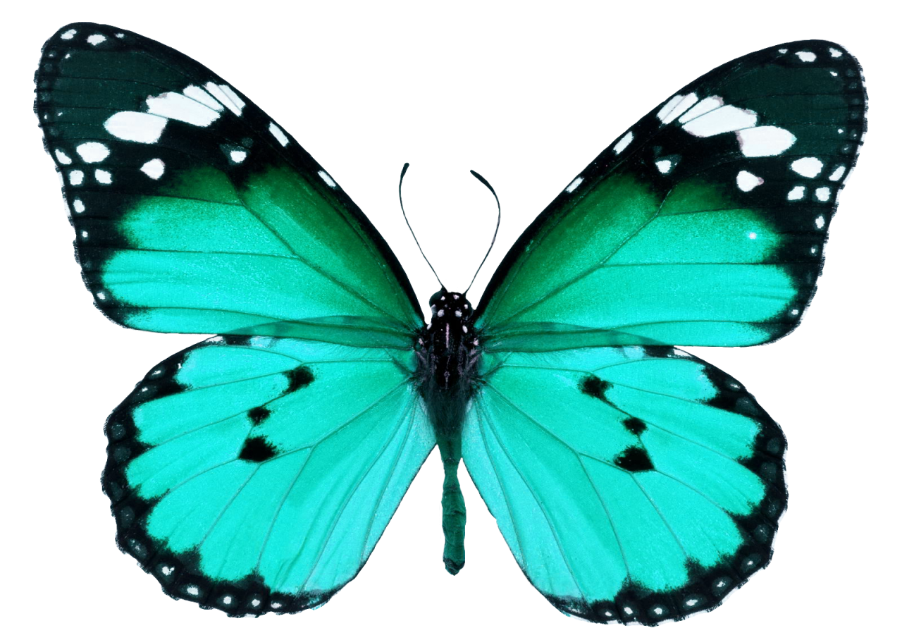 Butterfly,png,overlay,animal,insect,nature,butterfly,blue,macro,multi colored,isolated,close-up,lepidoptera,fragility,white background,animal wing,beauty in nature,flying