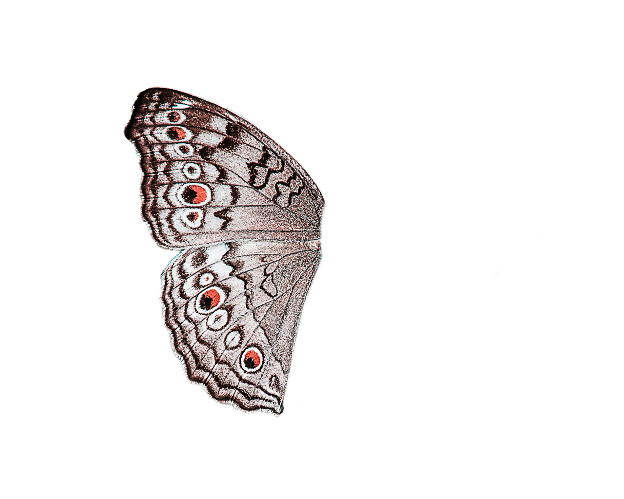  Butterfly,png,overlay,animal,illustration,insect,vector,pattern,backgrounds,book,nature,butterfly