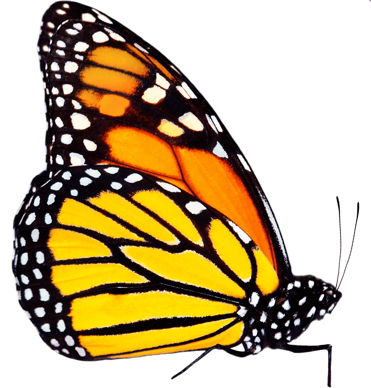  Butterfly,png,overlay,animal,insect,butterfly,nature,multi colored,close-up,macro,beauty in nature,pattern,fragility,yellow,lepidoptera,animal wing,isolated