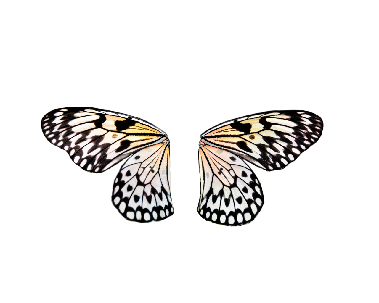  Butterfly,png,overlay,insect,animal,nature,butterfly,flying,multi colored,pattern,decoration,summer