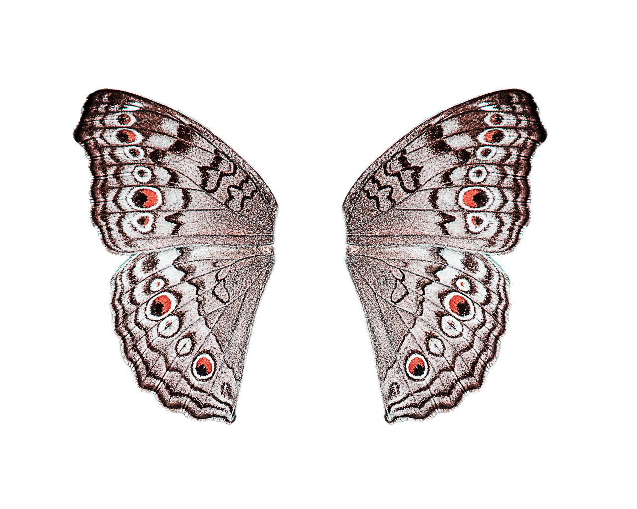 Borboleta, png,sobreposição,animal,inseto,natureza,borboleta,padrão,planos de fundo,multi colorido,resumo