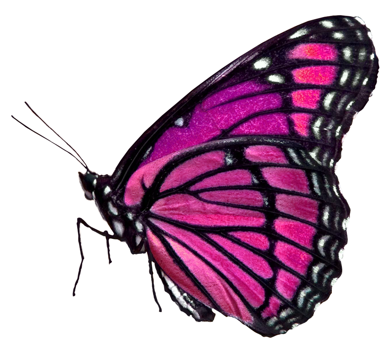  Butterfly,png,overlay,animal,insect,butterfly,nature,multi colored,macro,close-up,beauty in nature,lepidoptera,fragility,pattern,animal wing,animal antenna