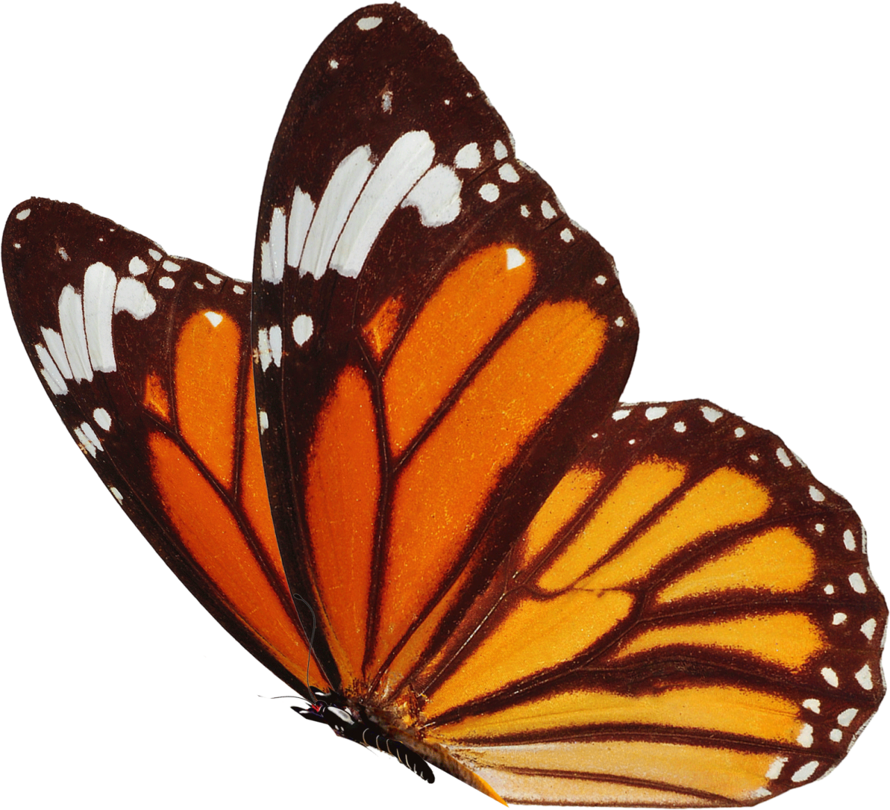  Butterfly,png,overlay,insect,animal,nature,butterfly,multi colored,macro,close-up,beauty in nature,fragility,lepidoptera,animal wing,yellow,isolated,pattern,summer,flying,white background,vibrant color