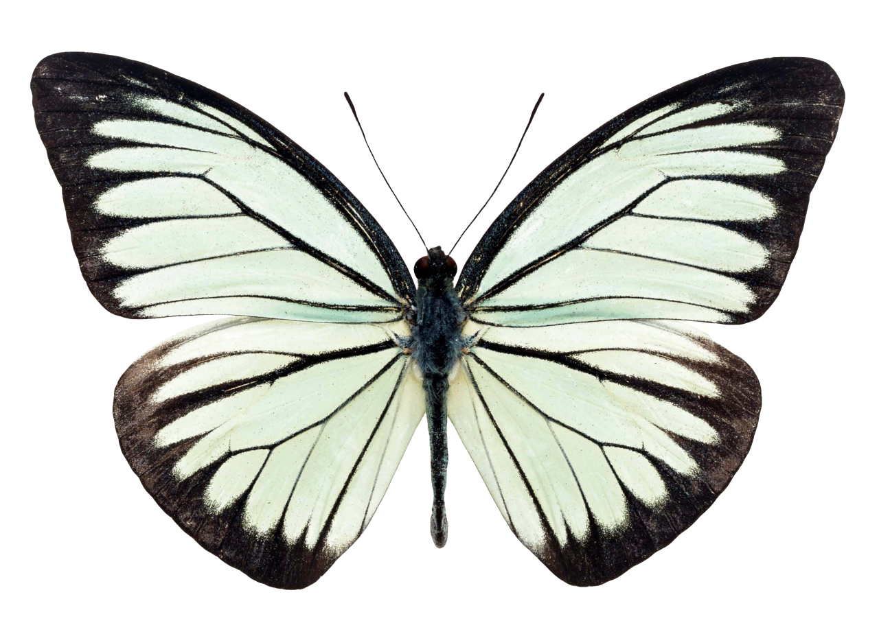  Butterfly,png,overlay,insect,animal,nature,butterfly,isolated,antique,old,collection,lepidoptera,macro,multi colored,flying