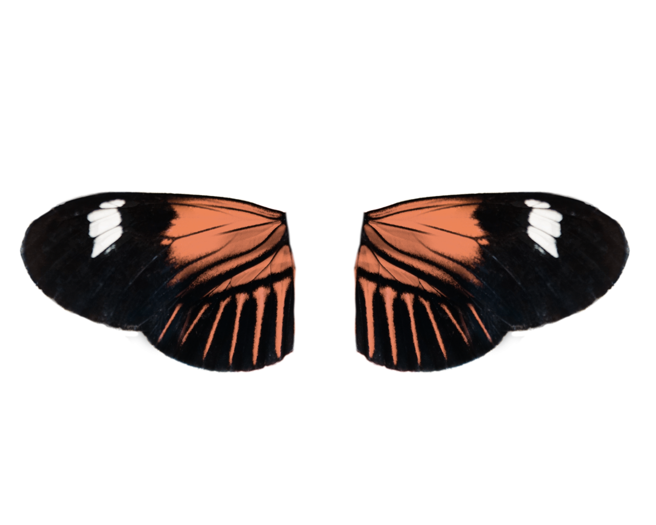  Butterfly,png,overlay,animal,insect,nature,multi colored,butterfly,close-up,pattern,backgrounds,beauty in nature,yellow,flying,animal wing