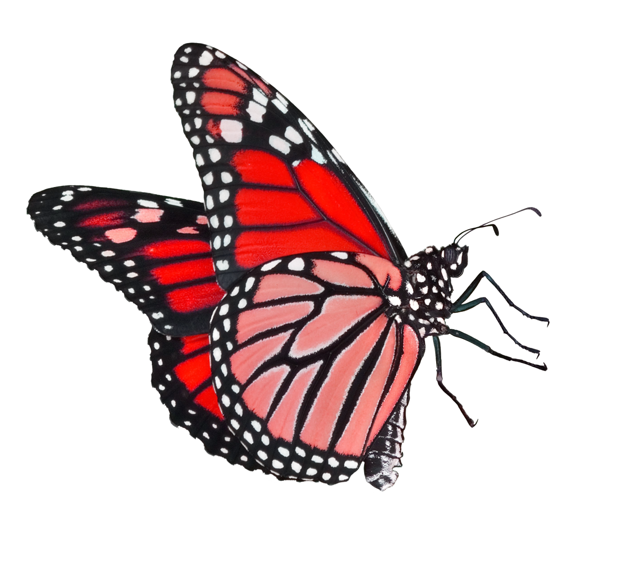  Butterfly,png,overlay,insect,animal,nature,butterfly,multi colored,isolated,close-up,flying,pattern,beauty in nature,fragility,macro,white background,lepidoptera