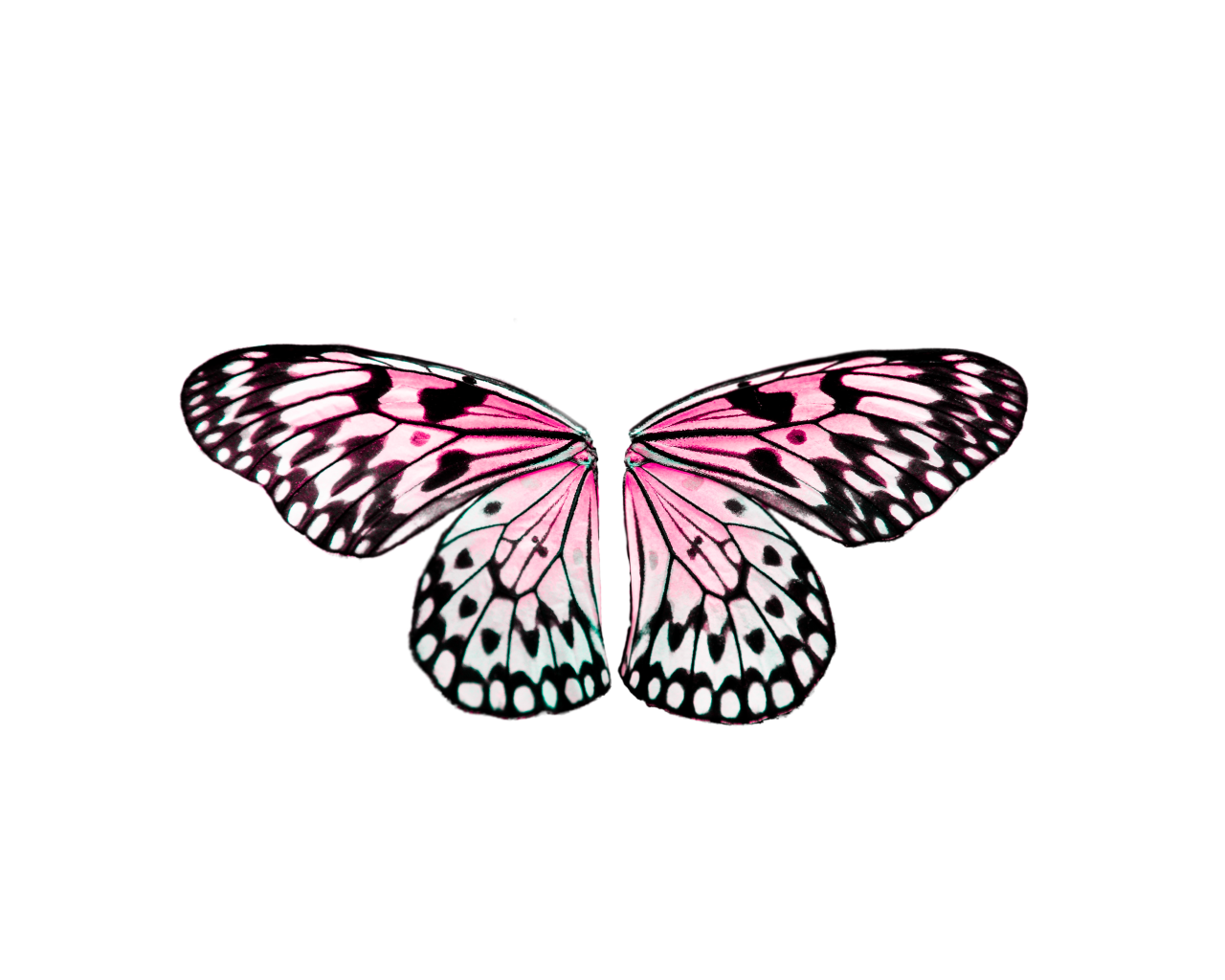  Butterfly,png,overlay,animal,insect,butterfly,nature,flying,multi colored,summer,pattern,abstract,illustration,beauty in nature,flower