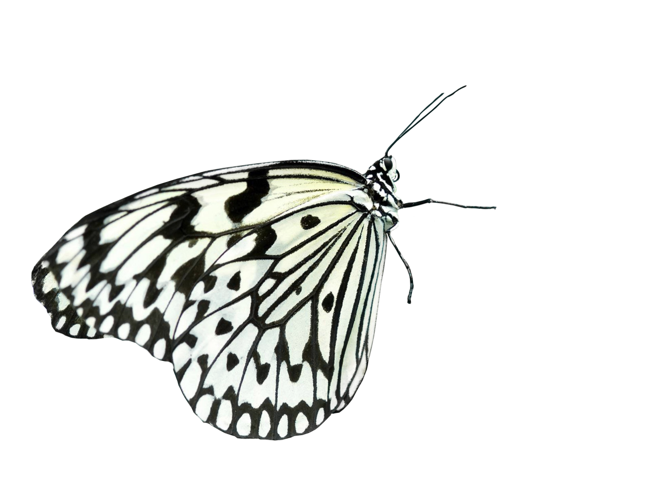  Butterfly,png,overlay,animal,nature,insect,butterfly,pattern,isolated,flying,beauty in nature