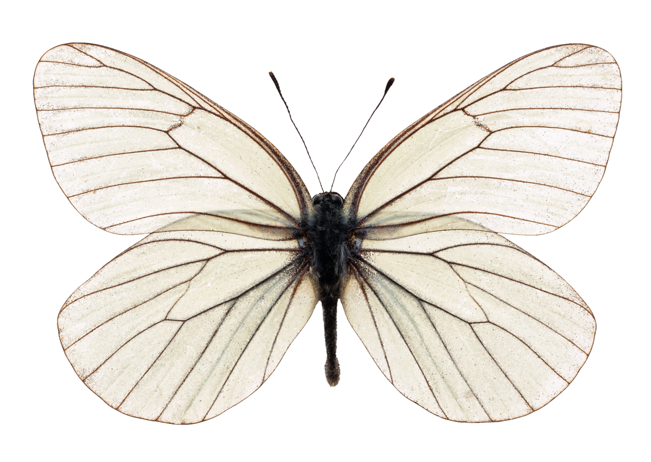  Butterfly,png,overlay,insect,animal,butterfly,nature,close-up,multi colored,animal wing,macro,lepidoptera,isolated,fragility,flying