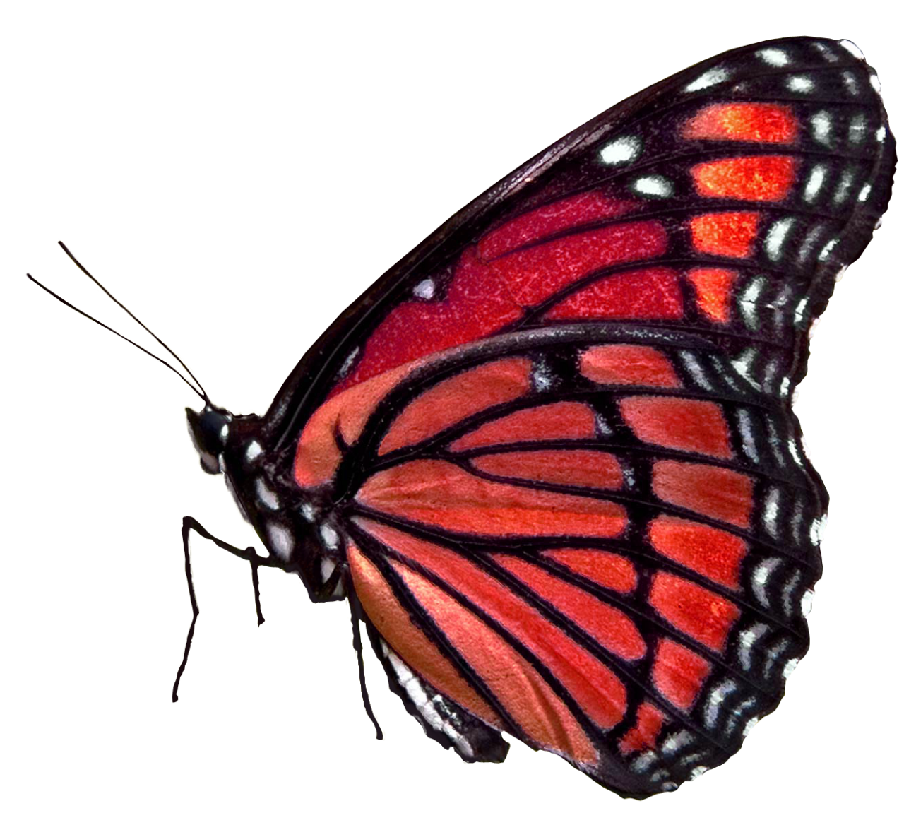  Butterfly,png,overlay,insect,animal,nature,butterfly,macro,multi colored,close-up,beauty in nature,lepidoptera,fragility,animal wing,animal antenna,isolated,pattern