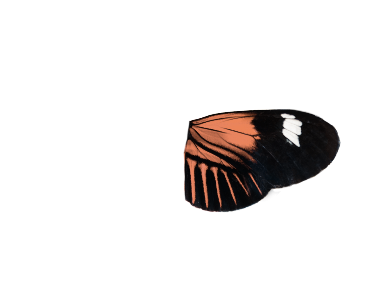 Mariposa, png, superposición, animal, insecto, naturaleza, primer plano, mariposa, multicolor, amarillo, volador, belleza en la naturaleza, patrón