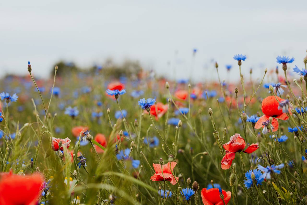 Red, flowers, nature, beauty, vibrant, poppies, spring, California, California poppies, bloom, wildflower, growth, hope, peace, serenity, tranquility, meadow, landscape, hillside, horizon, 