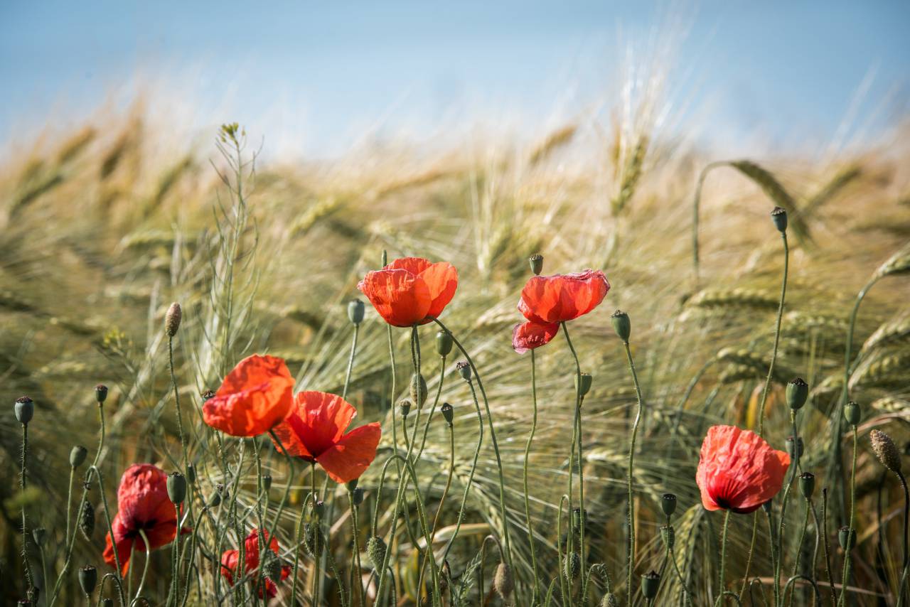 Red, flowers, nature, beauty, vibrant, poppies, spring, California, California poppies, bloom, wildflower, growth, hope, peace, serenity, tranquility, meadow, landscape, hillside, horizon, 