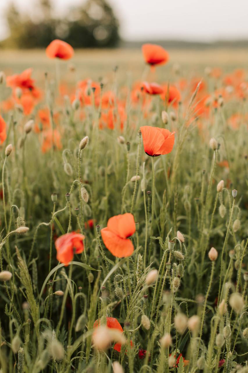 Red, flowers, nature, beauty, vibrant, poppies, spring, California, California poppies, bloom, wildflower, growth, hope, peace, serenity, tranquility, meadow, landscape, hillside, horizon, 