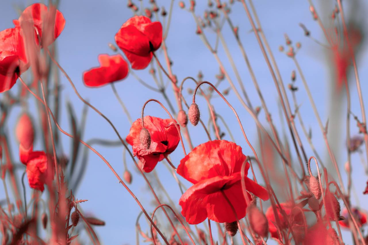 Red, flowers, nature, beauty, vibrant, poppies, spring, California, California poppies, bloom, wildflower, growth, hope, peace, serenity, tranquility, meadow, landscape, hillside, horizon, 