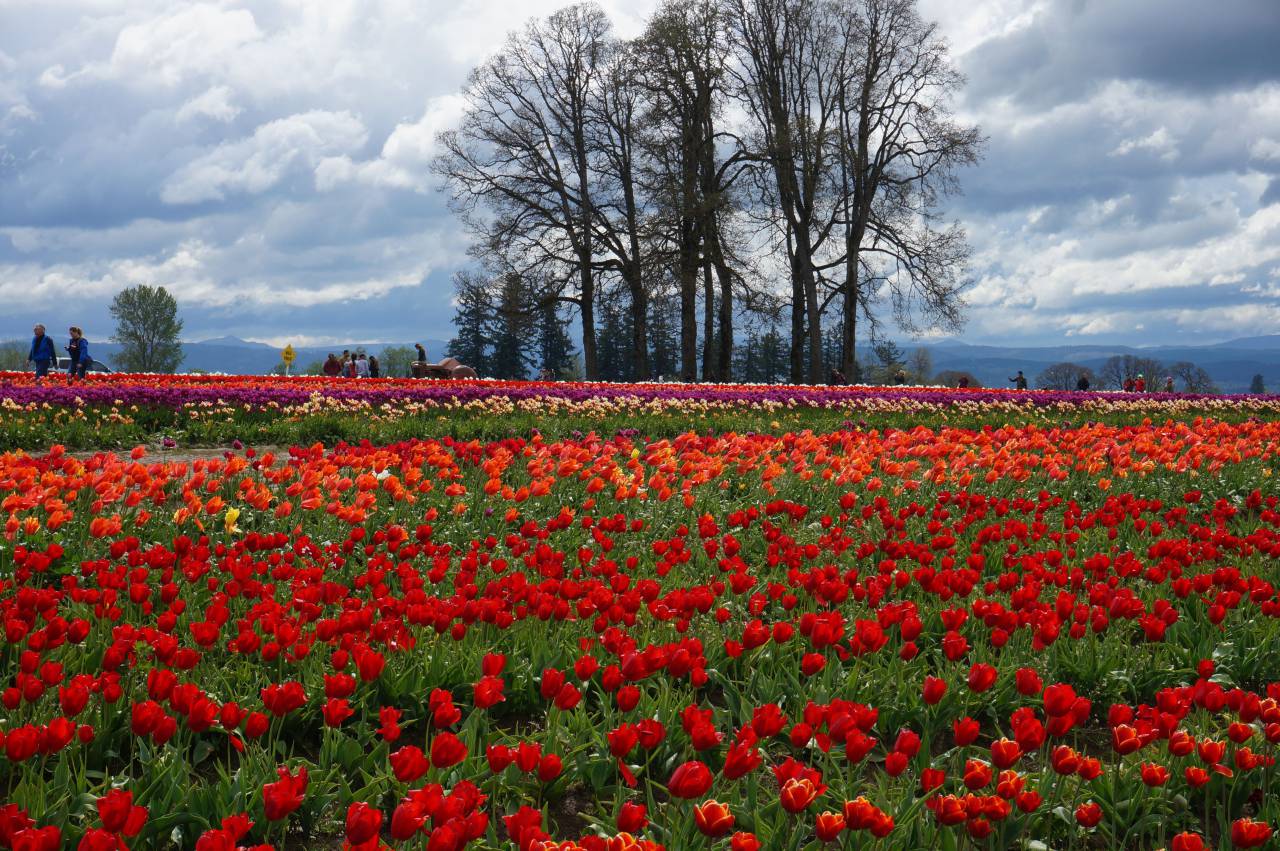 Red, flowers, nature, beauty, vibrant, poppies, spring, California, California poppies, bloom, wildflower, growth, hope, peace, serenity, tranquility, meadow, landscape, hillside, horizon, 