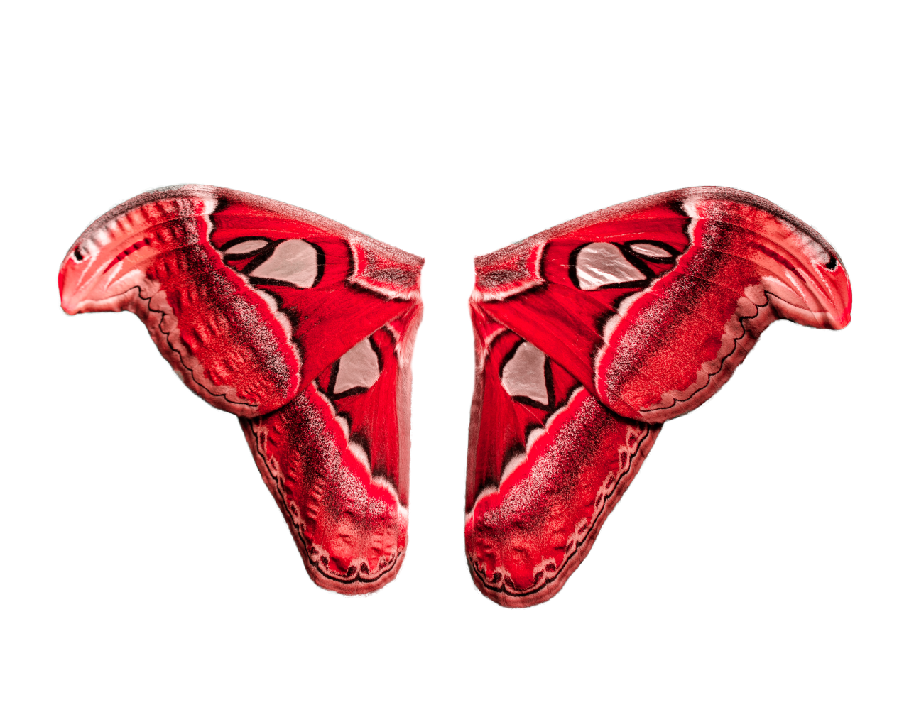  Butterfly,png,overlay,animal,illustration,vector,design