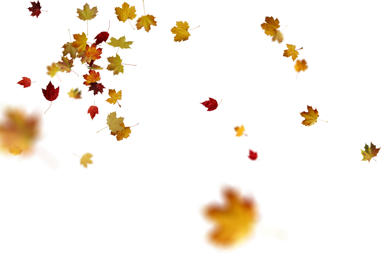 Autumn Leaves,png,overlay,illustration,vector,backgrounds,decoration,pattern,design,symbol
