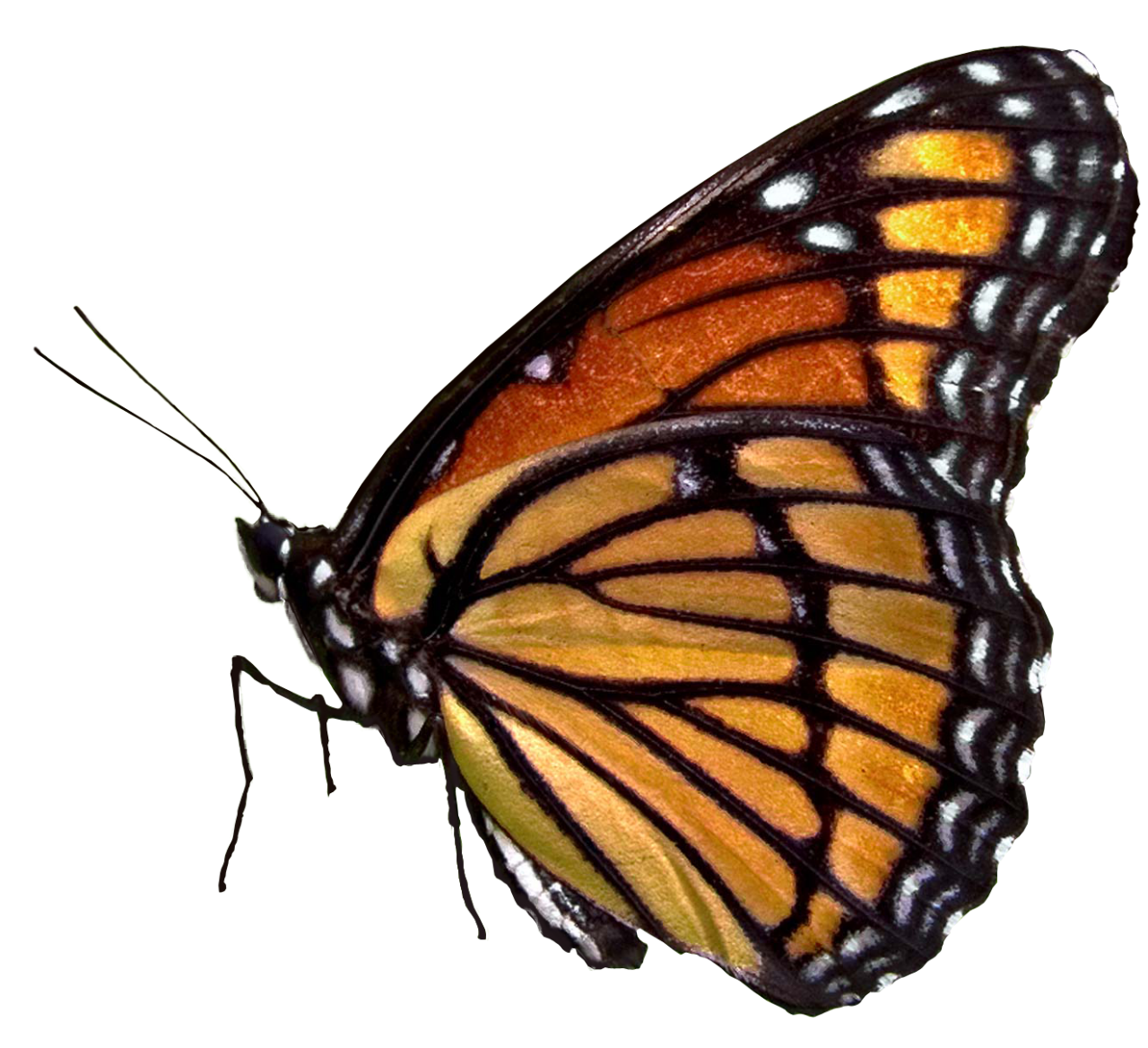  Butterfly,png,overlay,animal,insect,nature,butterfly,macro,multi colored,close-up,lepidoptera,beauty in nature,fragility,animal wing,isolated,green color,animal antenna