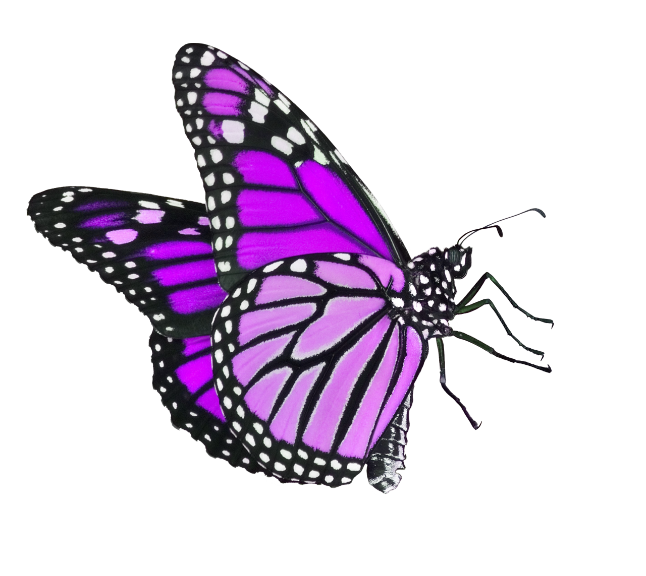  Butterfly,png,overlay,animal,insect,nature,butterfly,isolated,flying,multi colored,fragility,pattern,white background,collection