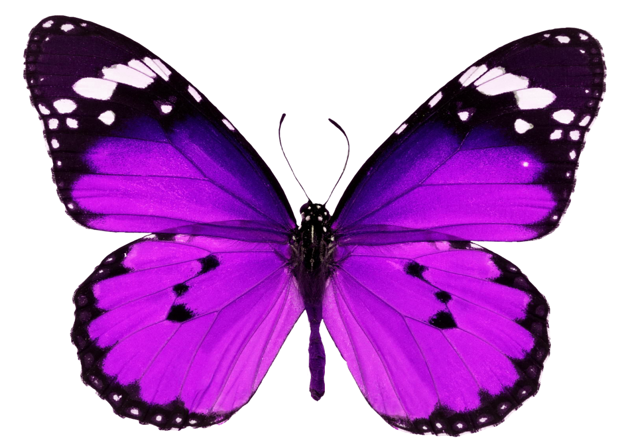  Butterfly,png,overlay,animal,insect,nature,butterfly,isolated,multi colored,fragility,white background,macro,flying,lepidoptera,beauty in nature,close-up,collection,animal wing,blue