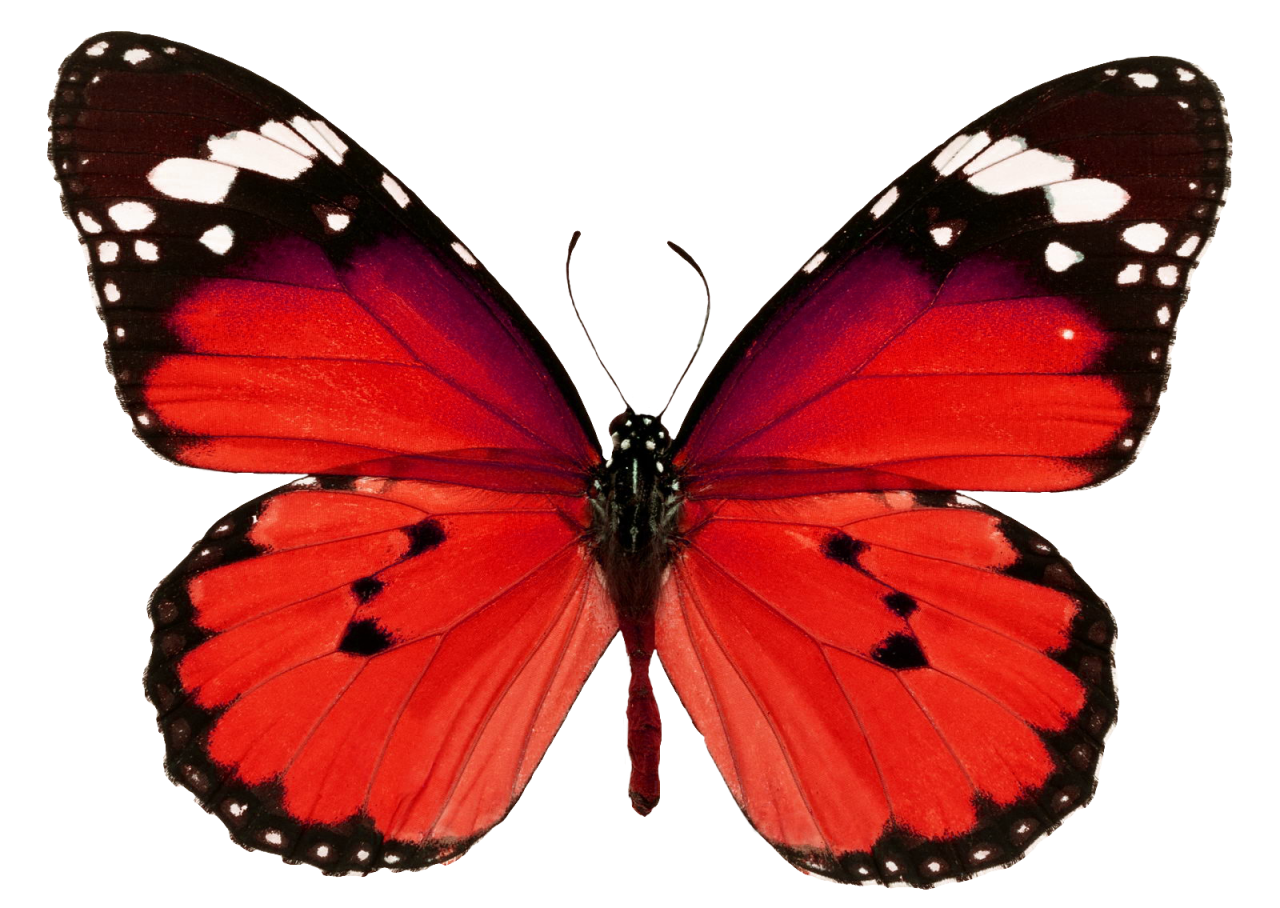  Butterfly,png,overlay,animal,insect,nature,butterfly,macro,multi colored,close-up,lepidoptera,beauty in nature,fragility,animal wing,isolated,flying,white background,collection,yellow,animal antenna