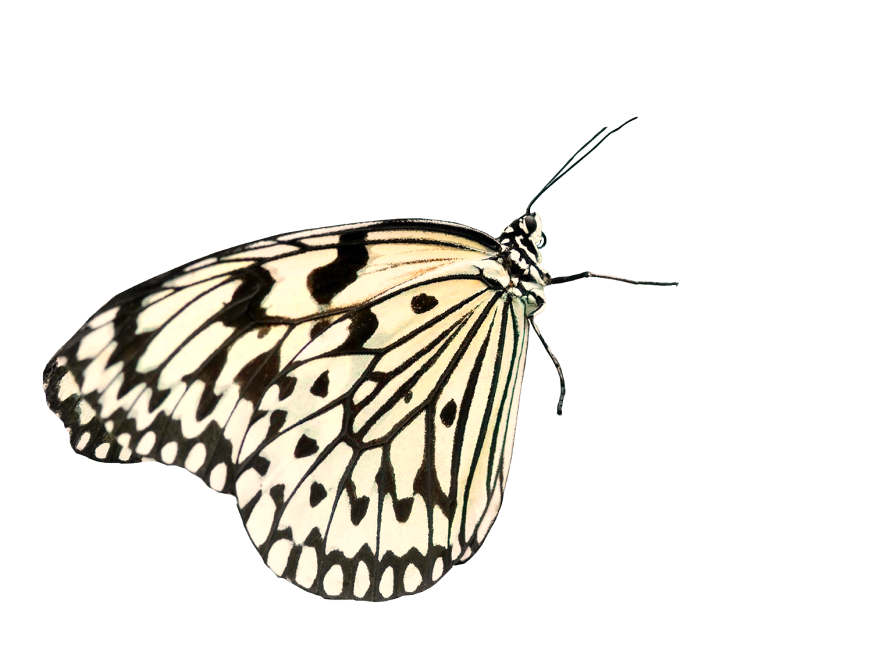  Butterfly,png,overlay,animal,nature,insect,butterfly,pattern,multi colored,beauty in nature,isolated
