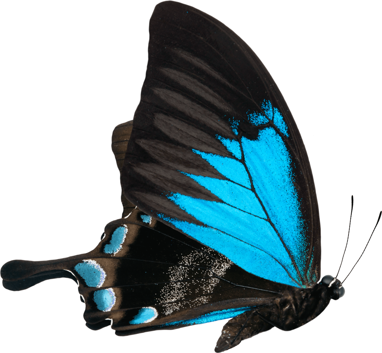 Mariposa, png, superposición, animal, naturaleza, insecto, mariposa, primer plano, multicolor, macro, belleza en la naturaleza, aislado, ala animal, azul