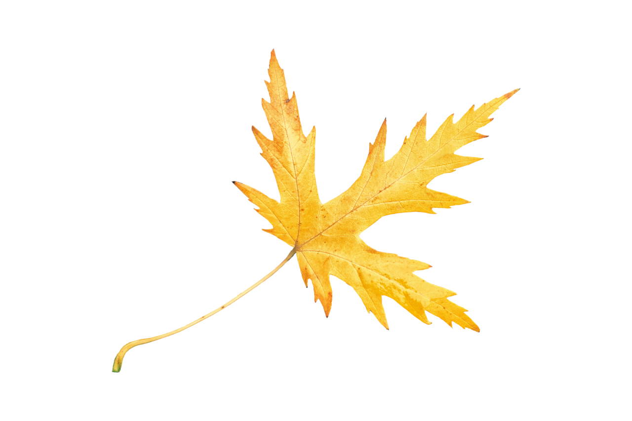  Autumn Leaves,png,overlay,leaf,backgrounds,illustration,autumn,pattern,yellow,vector,multi colored,nature,abstract,design