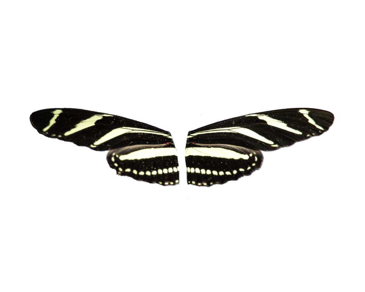  Butterfly,png,overlay,animal,multi colored,nature,insect,butterfly,close-up,pattern,backgrounds,beauty in nature
