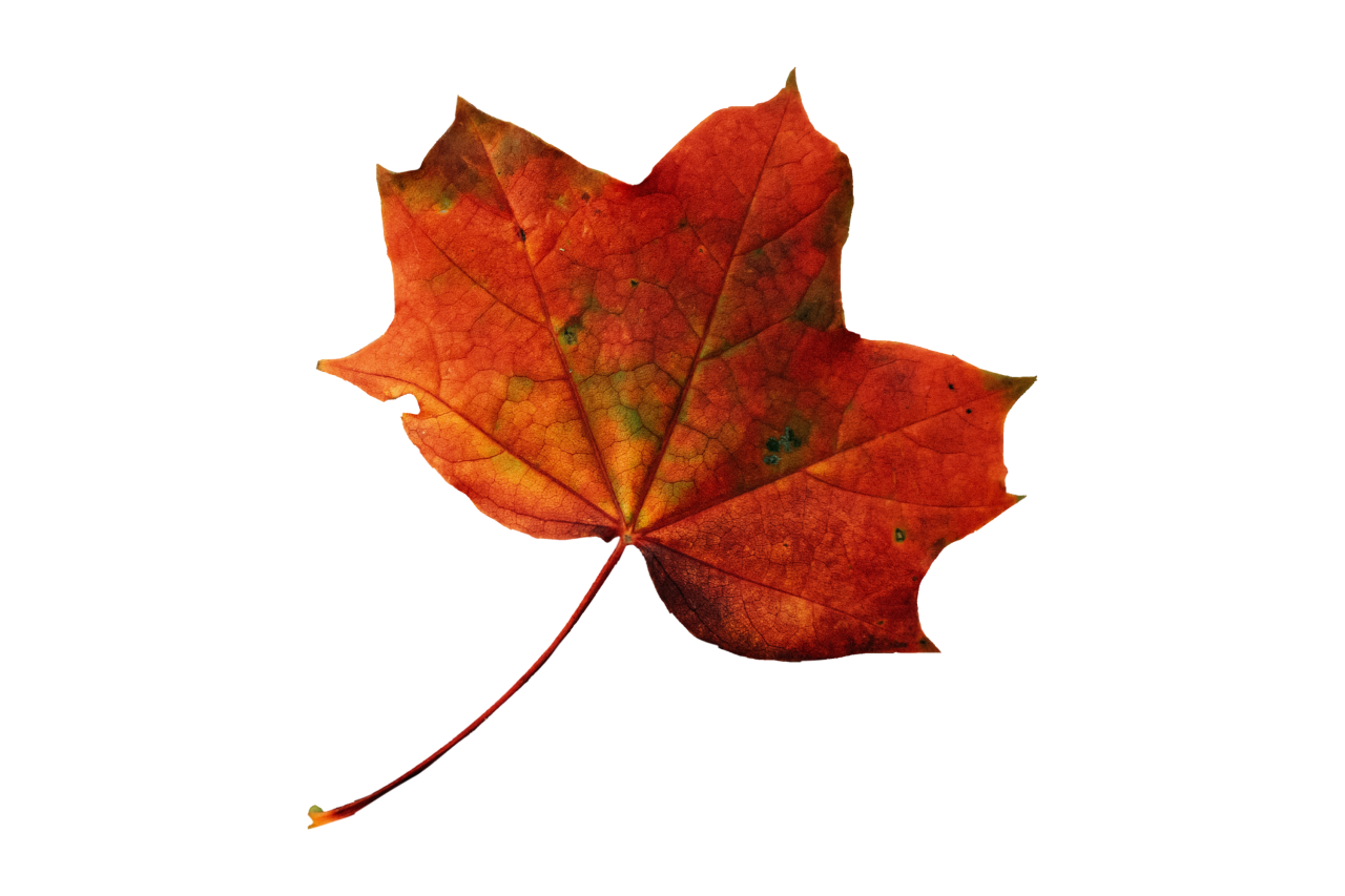  Autumn Leaves,png,overlay,leaf,autumn,backgrounds,multi colored,yellow,nature,illustration,pattern,season,colors,abstract,vector,design,october